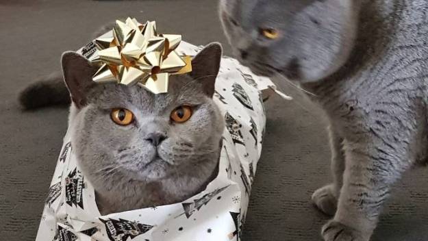merry christmas 2020 dr martha castro noriega mexico tijuana