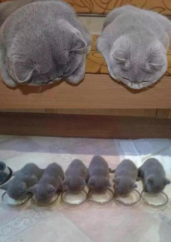 caturday cats animal love funny dra martha castro noriega tijuana baja california los angeles america usa