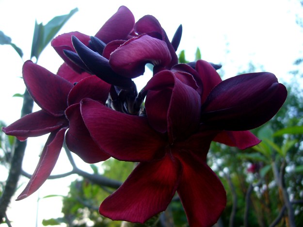 plumerias exotic dra martha castro noriega tijuana mexico