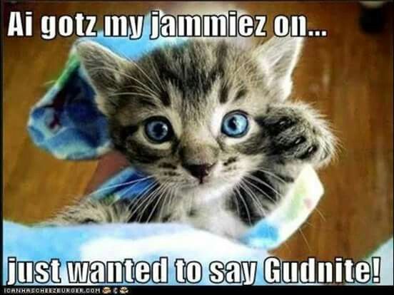 good night cats humor dra martha castro noriega mexico tijuana