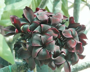 plumerias dra martha castro noriega tijuana mexico