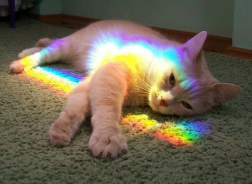 cat is a wonderful being