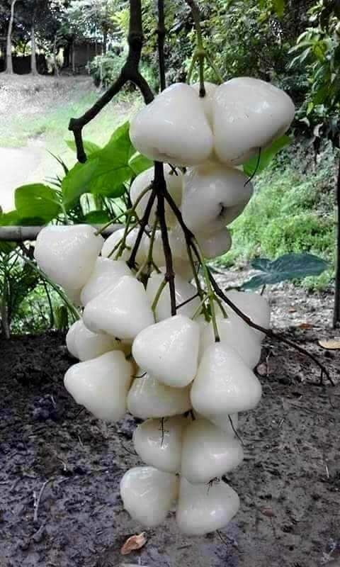 plant wonder beauty dra martha castro noriega mexico