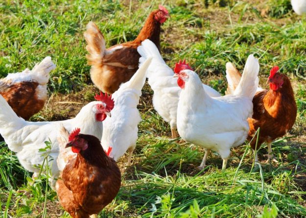animals sustainability hens eggs food urban farm dra martha castro noriega tijuana california usa