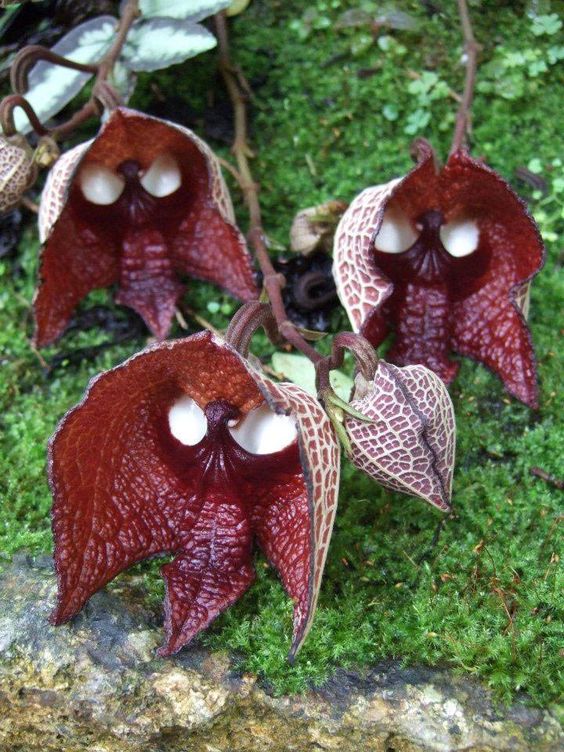 rare flowers dra martha castro noriega tijuana los angeles california mexico