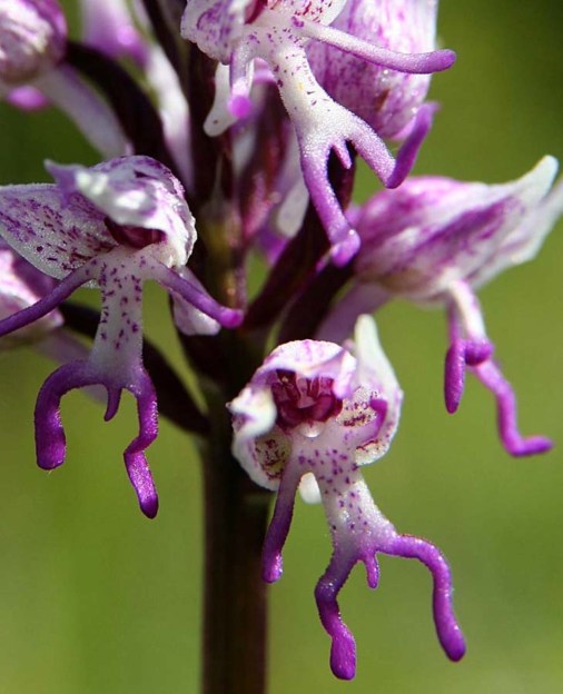 flowers nature dra martha castro noriega https://drmarthacastrodoctor.com/
