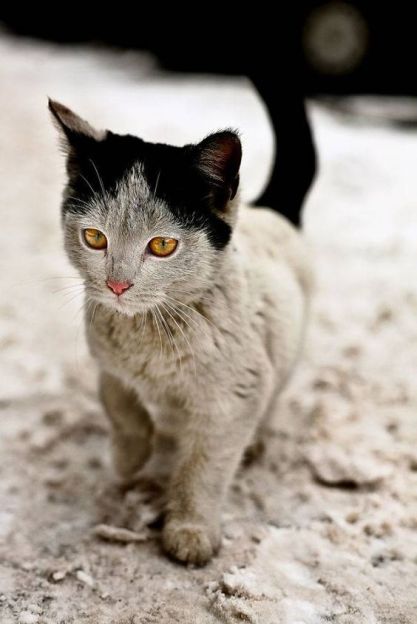 cats pets animals dra martha castro noriega tijuana 