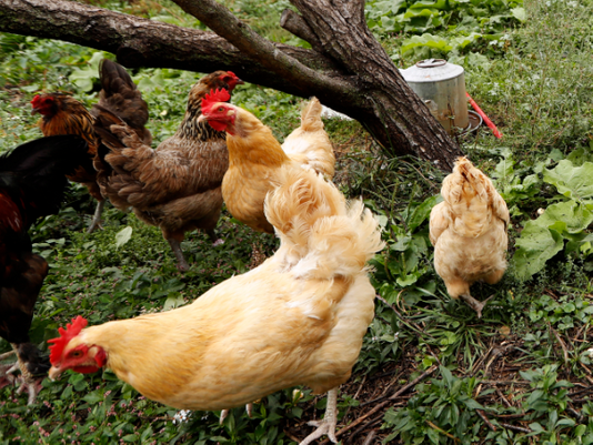 animals sustainability hens eggs food urban farm dra martha castro noriega tijuana california usa
