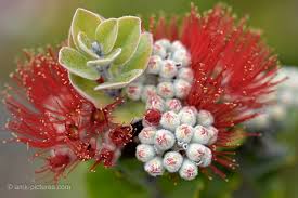 flowers nature dra martha castro noriega tijuana https://drmarthacastrodoctor.wordpress.com/