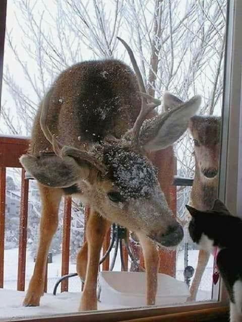 caturday cats animal love funny dra martha castro noriega tijuana baja california los angeles america usa