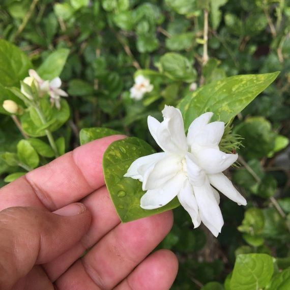 flowers nature dra martha castro noriega tijuana https://drmarthacastrodoctor.wordpress.com/