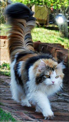 caturday cats animal love funny dra martha castro noriega tijuana baja california los angeles america usa