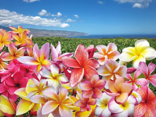 flowers nature dra martha castro noriega tijuana https://drmarthacastrodoctor.wordpress.com/