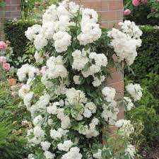 rose beauty dra martha castro noriega tijuana mexico california america