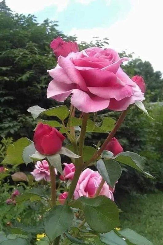 rose beauty dra martha castro noriega tijuana mexico america california