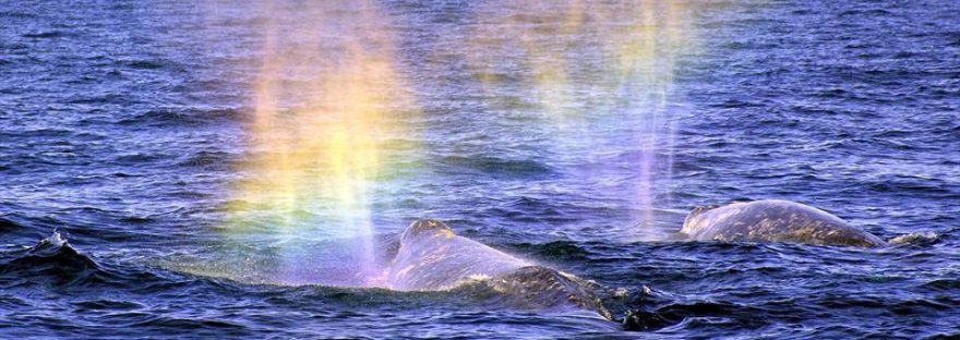 save whales dra martha castro tijuana california usa