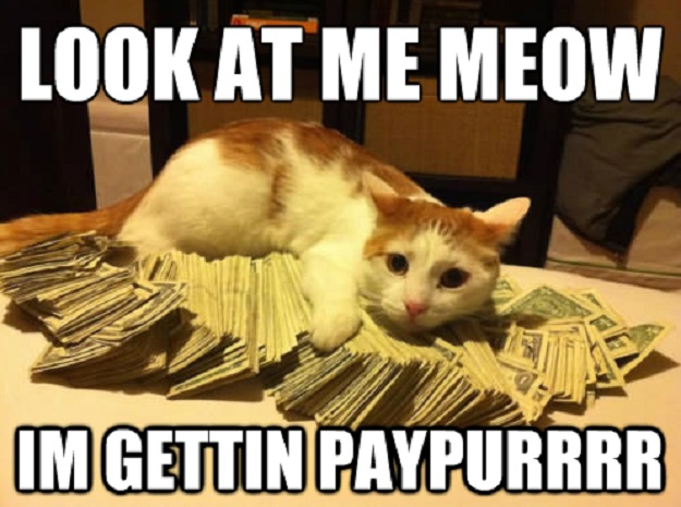 cats humor dra martha castro tijuana baja california mexico usa