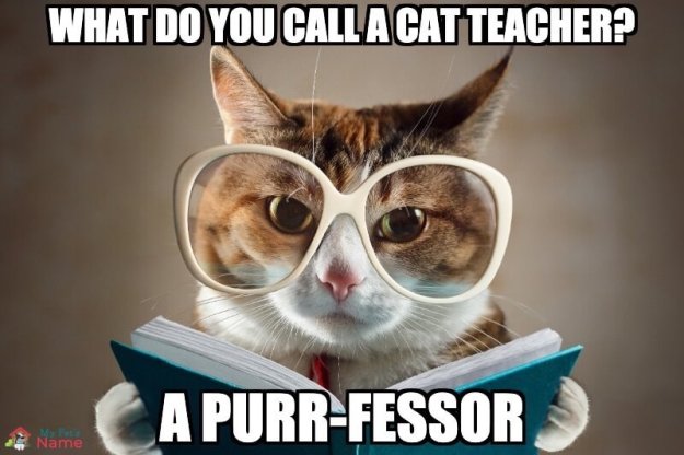 cats humor dra martha castro tijuana baja california mexico usa
