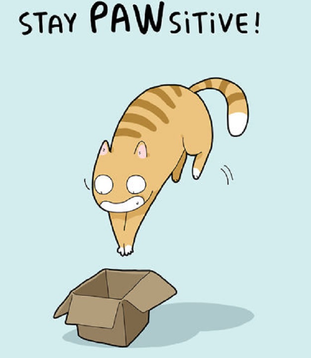 cats humor dra martha castro tijuana baja california mexico usa