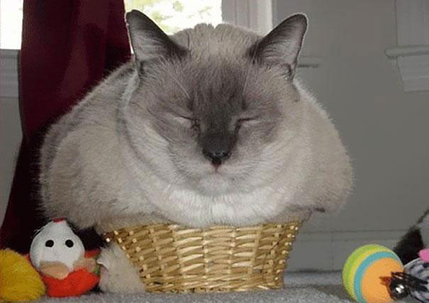 adorable cats dra martha castro tijuana baja california mexico los angeles america usa