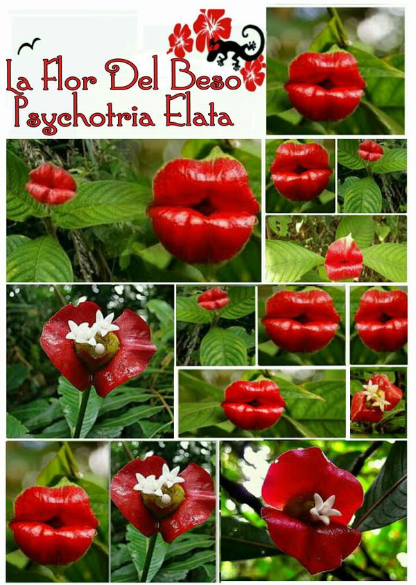 Alt Text (Alternative Text)
kiss flower dra martha castro noriega tijuana baja california mexico usa los angeles
