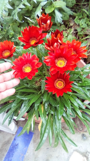 nature flowers dra martha castro tijuana mexico https://drmarthacastrodoctor.com/