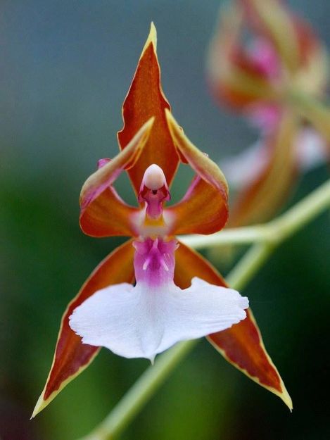 flowers nature dra martha castro noriega https://drmarthacastrodoctor.com/
