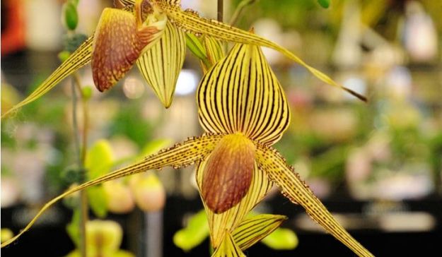 flowers nature dra martha castro noriega https://drmarthacastrodoctor.com/