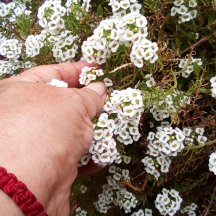 nature flowers dra martha castro tijuana mexico https://drmarthacastrodoctor.com/