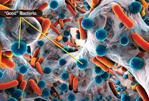 good bacteria dra martha castro noriega