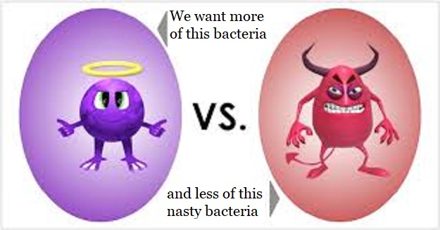 good bacteria dra martha castro noriega