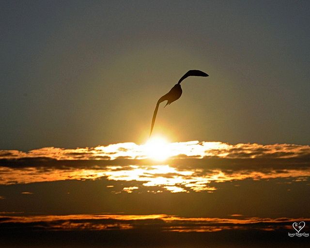motivation inspiration i love birds dra martha castro noriega tijuana mexico