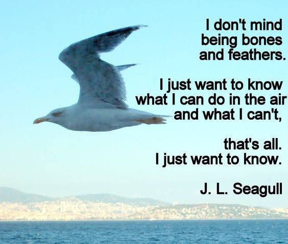 motivation inspiration i love birds dra martha castro noriega tijuana mexico