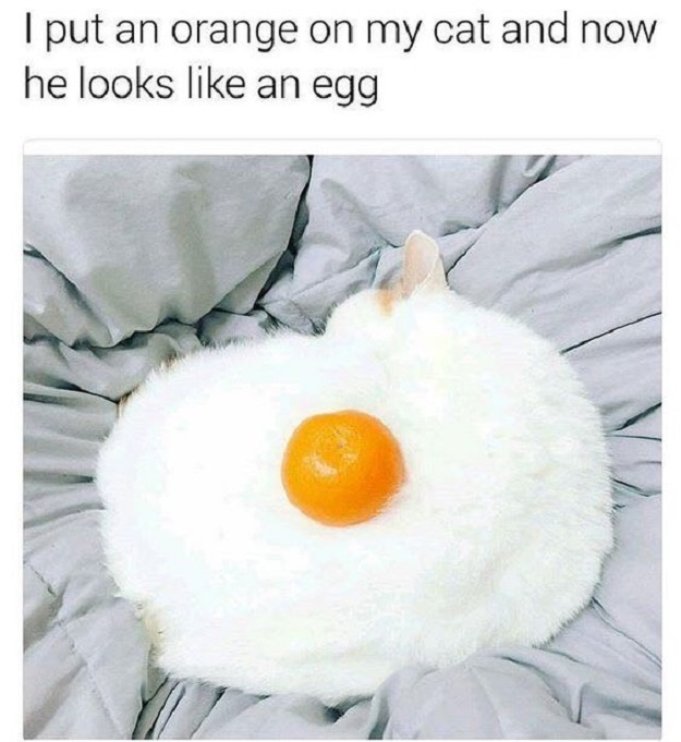cats eggs food humor dra martha castro noriega