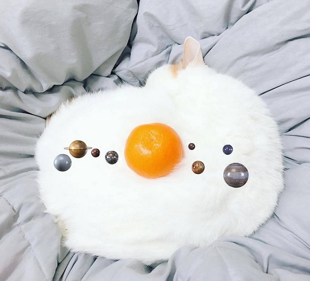 cats eggs food humor dra martha castro noriega