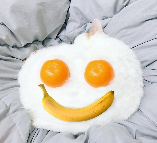 cats eggs food humor dra martha castro noriega