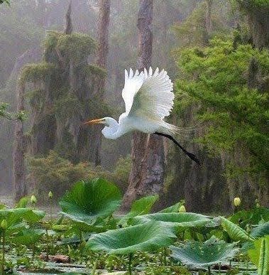motivation inspiration i love birds dra martha castro noriega tijuana mexico