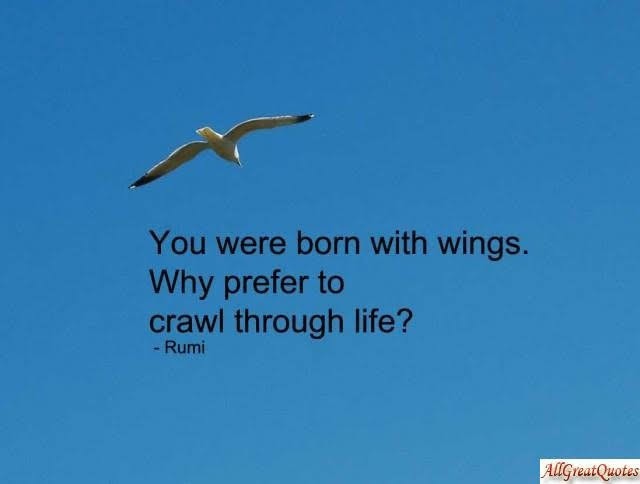 motivation inspiration i love birds dra martha castro noriega tijuana mexico