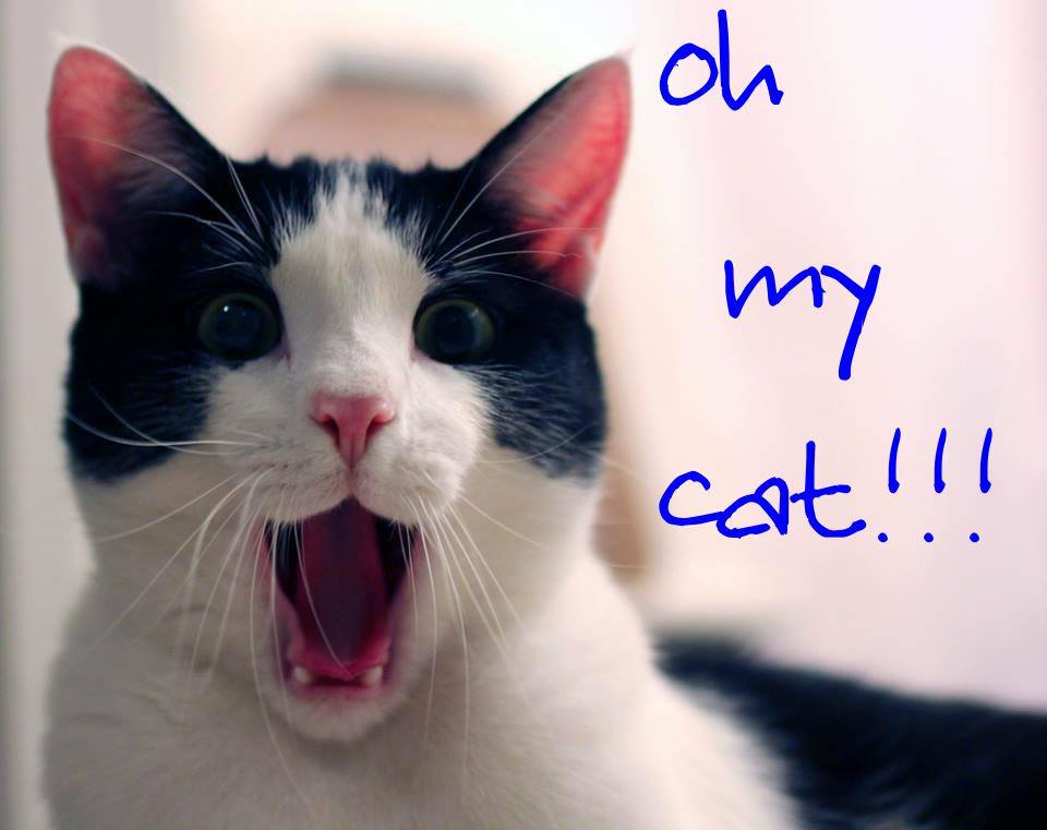 cats are lovable dr martha castro tijuana mexico