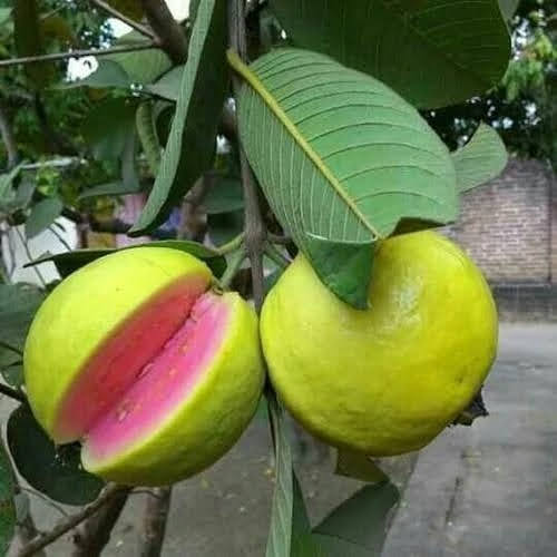 Fruit Vegetables Dra Martha Castr Mexico