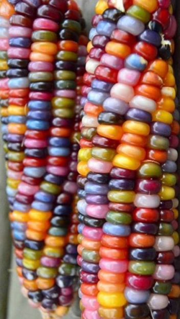 exotic fruit dr martha castro noriega mexico