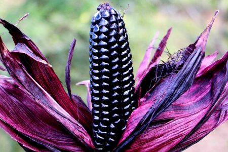 exotic fruit dr martha castro noriega mexico