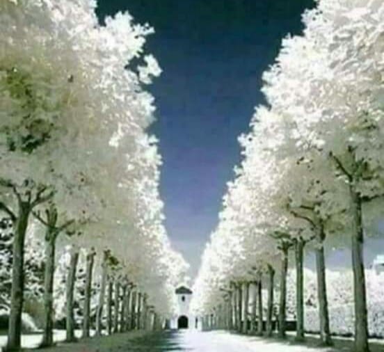 nature trees earth dr martha castro noirega mexico