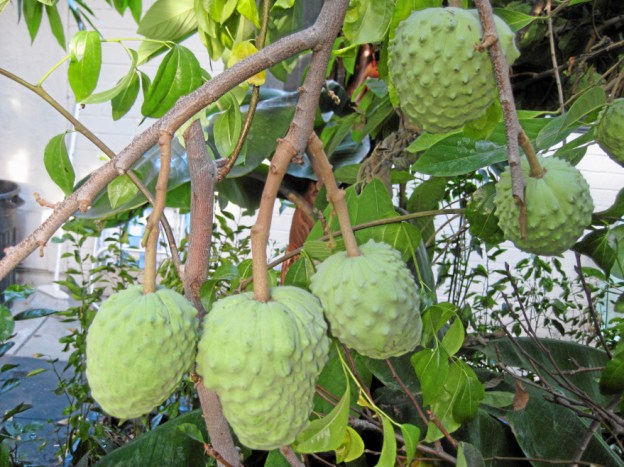 tropical exotic fruit cherimoya dr martha castro noriega mexico