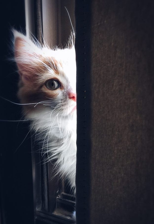 love cats pets dr martha castro mexico