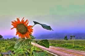 flowers nature cycling motorcycles dr martha castro noriega mexico