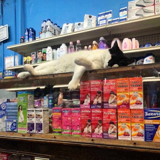 love cats pets dr martha castro mexico