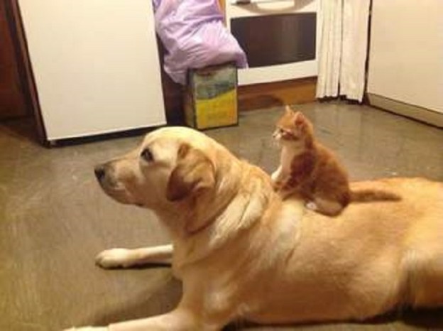cat dog love caturday dr martha castro noriega mexico