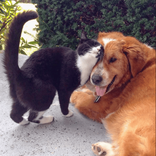 cat dog love caturday dr martha castro noriega mexico