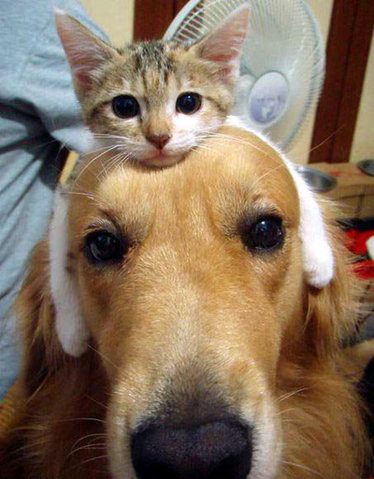 cat dog love caturday dr martha castro noriega mexico